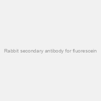 Rabbit secondary antibody for fluorescein